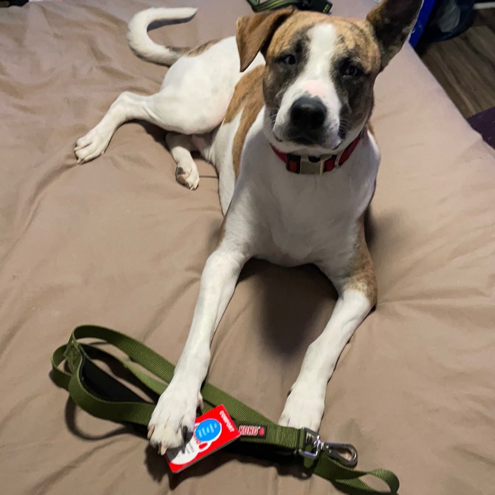 Kong Padded Handle Comfort & Reflective Hands Free Leash - Gray